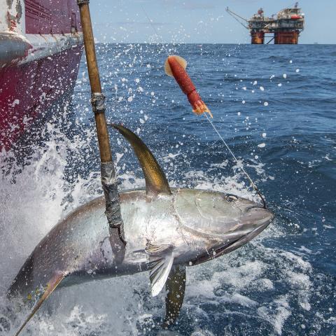 A fish is hooked in the water next to a boat, being pulled into the boat.