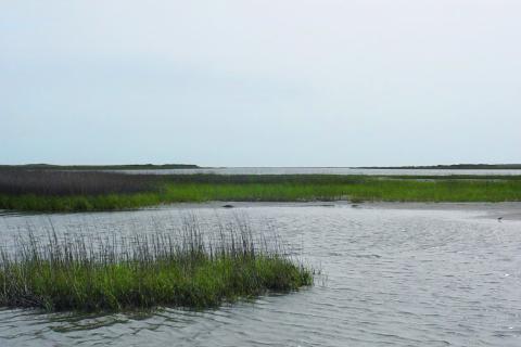 Landscape view of marsh and tidal wetlands on the Louisiana coast.