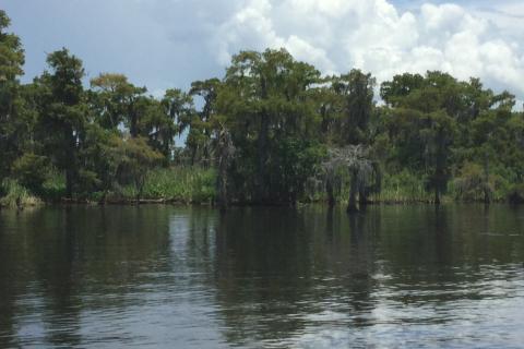 A shore in Louisiana's Lake Salvador with trees on the bank.