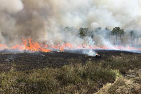 A prescribed burn in Grand Bay NWR fills the air with flames and smoke.