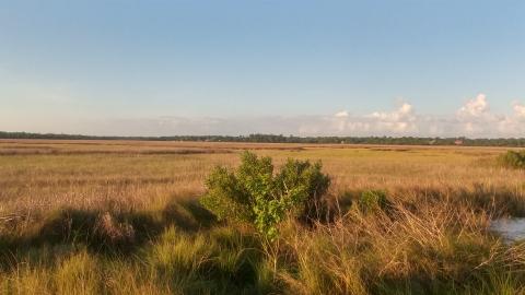 Graveline Bay preserve wetlands in Mississippi.