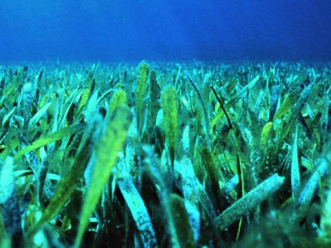 Florida seagrass