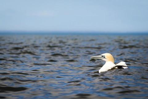 A northern gannet floats on the water.