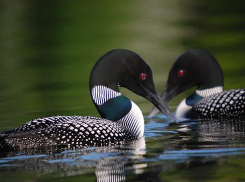 A common loon. Credit: USFWS