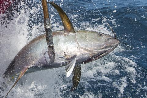 Closeup of a yellowfin tuna that's been caught by a commercial fisherman, being hauled into a boat with a gaff hook.