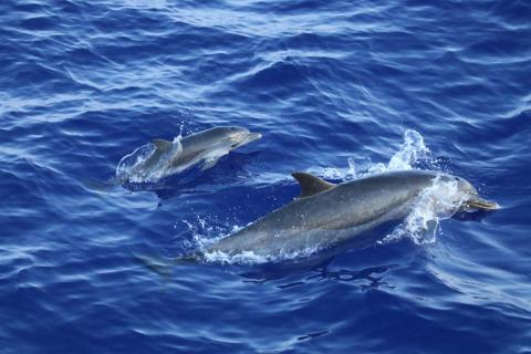 Dolphin swimming in the Gulf of Mexico, breaching the surface.