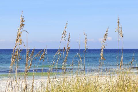 Beach dune and ocean