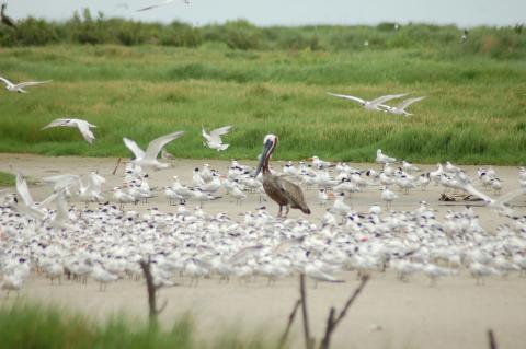 pelicans on the beach