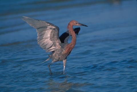 reddish egret