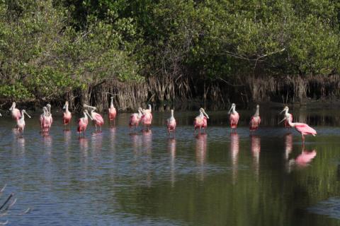 a group of roseate spoonbills stand in shallow water