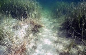 Underwater grass bed