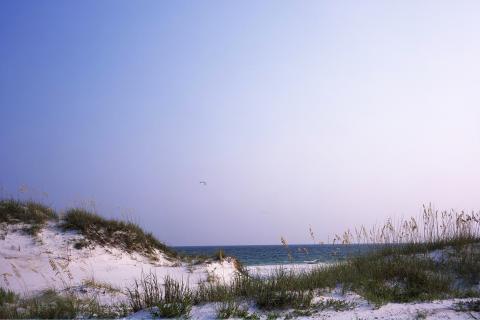 Dunes and vegetation on a Santa Rosa Island Florida beach. The Gulf of Mexico is in the background.