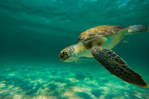 A sea turtle swimming underwater in the Gulf of Mexico