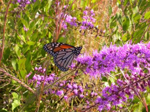 A monarch butterfly rests on a liatris at St. Joseph Bay State Buffer Preserve