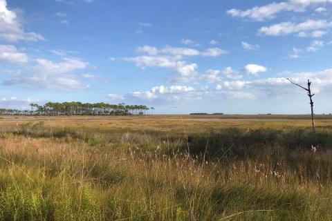 Grassy marsh with a small stand of trees in the background under a blue sky with scattered clouds.