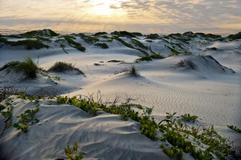 Sun rising over dune habitat in Texas.