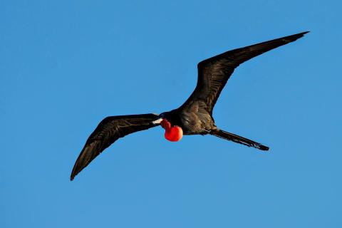 a magnificent frigatebird flies through the blue sky with wings open 