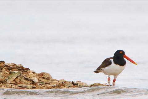 An American oystercatcher stands on the edges of an oyster reef.