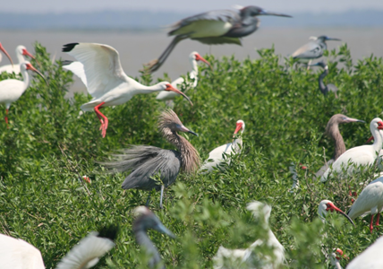 wading birds on the Alabama coast