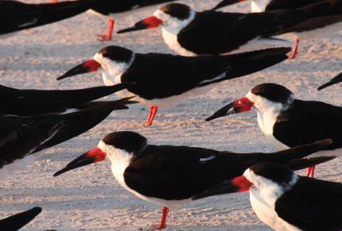 Black skimmers, colorful colonial nesting birds, on a beach in Florida. Image: Florida Fish and Wildlife