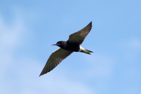 Black terns are one bird species being restored by a project from the 2019 Open Ocean Restoration Plan 1.