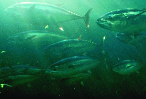 bluefin tuna