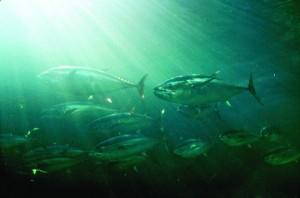 A school of tuna underwater