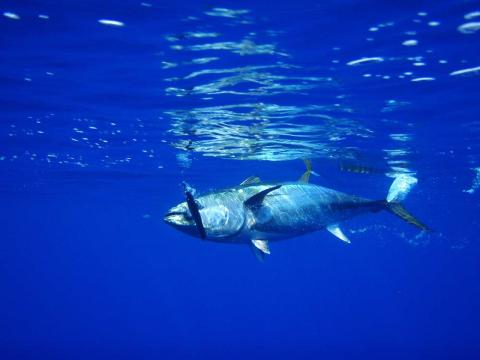 large bluefin tuna swims though water