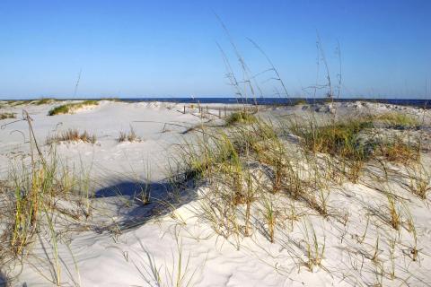 Dunes and grass at a beach in the Bon Secour National Wildlife Refuge