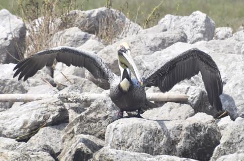 Red 33Z was rescued from Barataria Bay in 2010, only to return to Queen Bess Island more than a decade later.