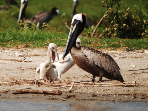 brown pelicans on the beach