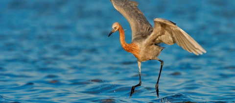 Bird landing on water