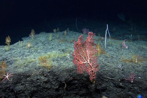 Deep sea coral and sea stars on the Florida Escarpment in the Gulf of Mexico. NOAA Office of Ocean Exploration and Research