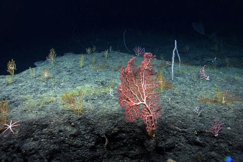 Underwater image of colorful deep sea corals in the Gulf of Mexico.