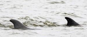 Two dolphin fins above the water