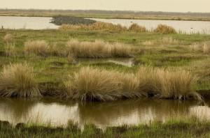Wetland vegetation