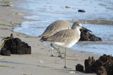 Two eastern willets (birds) on a Florida Beach. Image Florida Fish and Wildlife