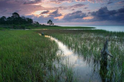 Coastal marsh habitat landscape in Florida, with marsh, trees and a sunset.