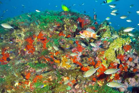 Colorful coral reef at 35 meters of depth in Flower Garden Banks National Marine Sanctuary. Image: NOAA NMS