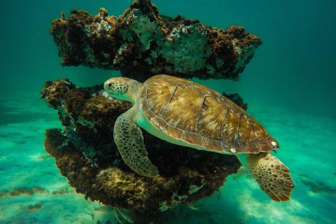 Green turtle swims by an artifical reef in the Gulf of Mexico. Image: Florida Fish and WIldlife
