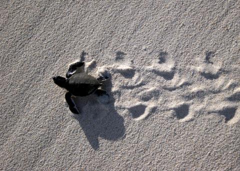 green turtle on a beach