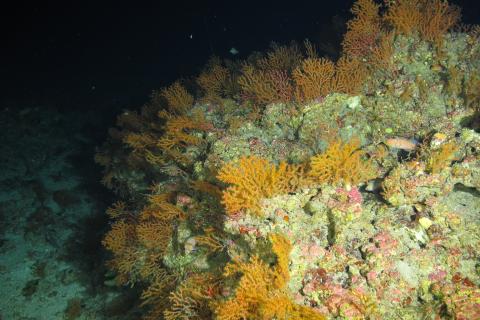 a colorful group of coral sits on the ocean floor