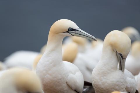 A group of northern gannets gather on a beach. Credit: Daniel Lerps/Creative Commons