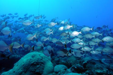 School of chub fish in the Gulf of Mexico