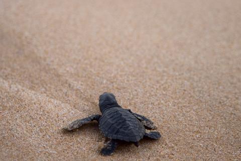 A sea turtle hatchling in the sand.