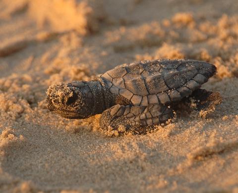 Kemp's Ridley Sea turtle hatchling