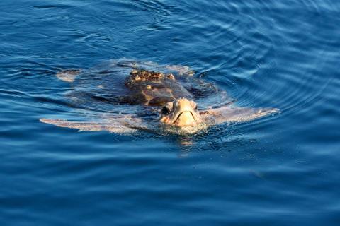 loggerhead turtle