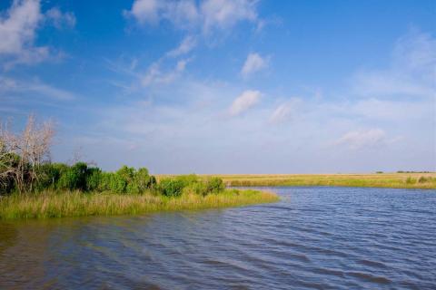 Marsh in Louisiana.