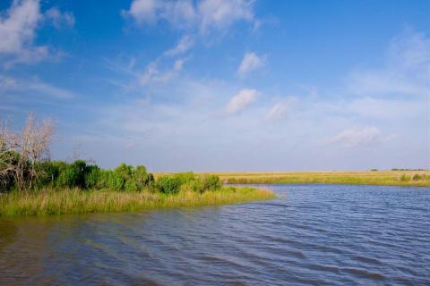 Marsh in Louisiana.