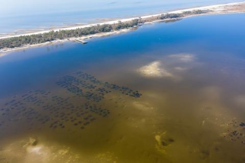 A living shoreline breakwater extends into the Gulf of Mexico off the coast.